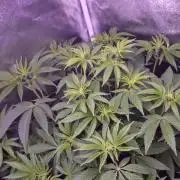 Fem 11 - Photoperiodic TestSeed FastBuds