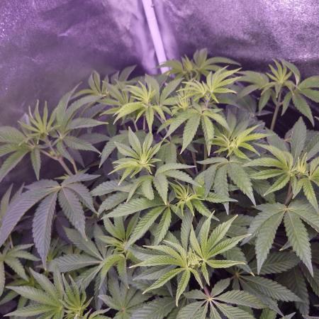 Fem 11 - Photoperiodic TestSeed FastBuds