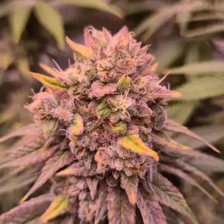 🦍🍉 GORILLA MELON | Photoperiodic