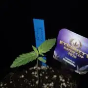 🥦Sticky Broccoli - EC 2026🏆