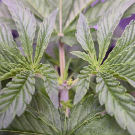 🦍🍉 GORILLA MELON | Photoperiodic