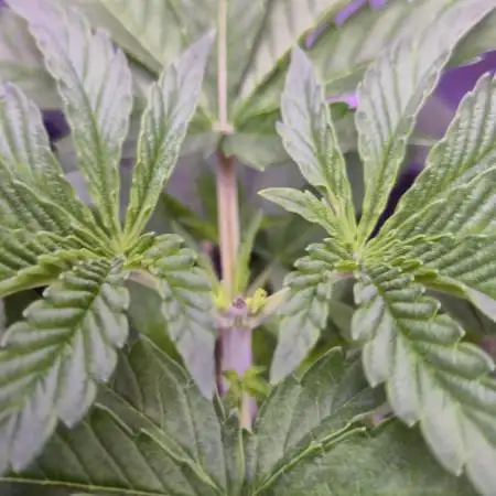 🦍🍉 GORILLA MELON | Photoperiodic