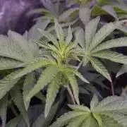 Fem10 - Photoperiodic TestSeed FastBuds