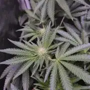 Fem10 - Photoperiodic TestSeed FastBuds