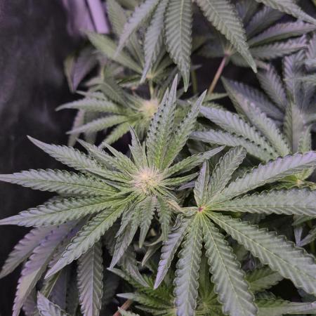 Fem10 - Photoperiodic TestSeed FastBuds