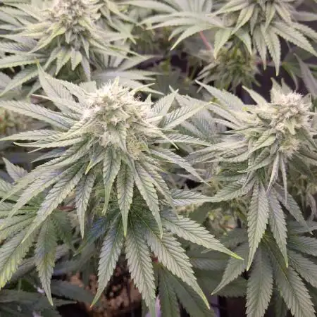 🦍🍉 GORILLA MELON | Photoperiodic