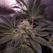 Fem10 - Photoperiodic TestSeed FastBuds