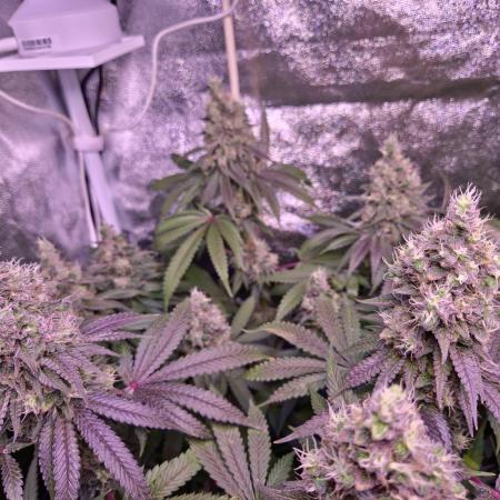 Northern Light | RQS (finish)