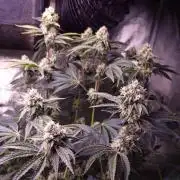 Fem 11 - Photoperiodic TestSeed FastBuds