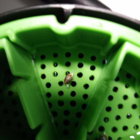 🥦Sticky Broccoli - EC 2026🏆