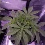 Fem 11 - Photoperiodic TestSeed FastBuds