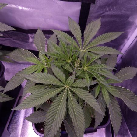 Fem 11 - Photoperiodic TestSeed FastBuds