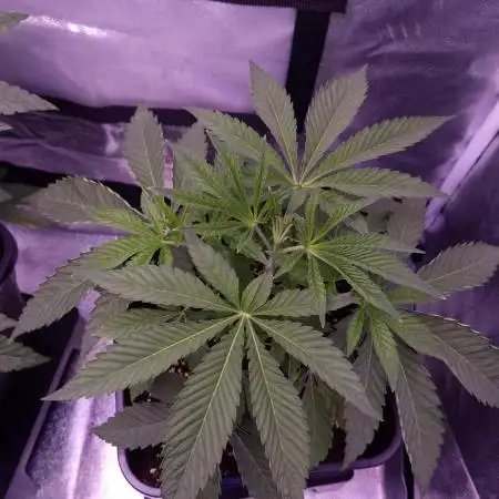 Fem 11 - Photoperiodic TestSeed FastBuds