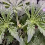 LEMONPAYA | Photoperiodic