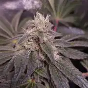 Fem10 - Photoperiodic TestSeed FastBuds