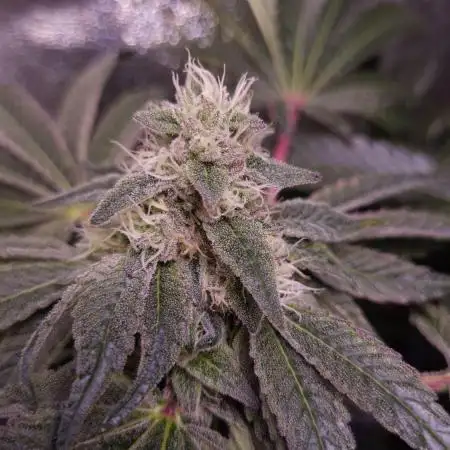 Fem10 - Photoperiodic TestSeed FastBuds