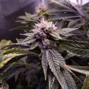 GG4 - FastBuds