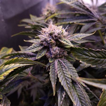 GG4 - FastBuds
