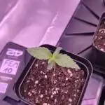 Fem10 - Photoperiodic TestSeed FastBuds