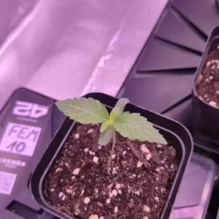 Fem10 - Photoperiodic TestSeed FastBuds