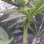 🦍🍉 GORILLA MELON | Photoperiodic