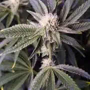 Fem 11 - Photoperiodic TestSeed FastBuds