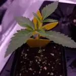 Fem 11 - Photoperiodic TestSeed FastBuds