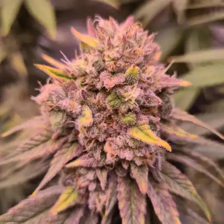 🦍🍉 GORILLA MELON | Photoperiodic