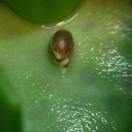 Fem10 - Photoperiodic TestSeed FastBuds