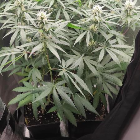 RQS Special Kush
