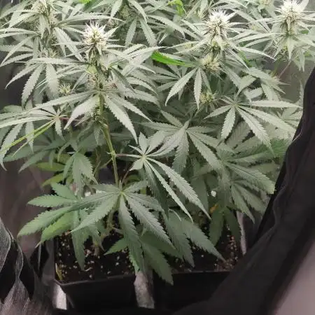 RQS Special Kush