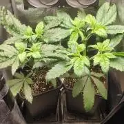 RQS White Widow