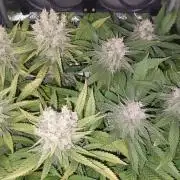 RQS Northern Light