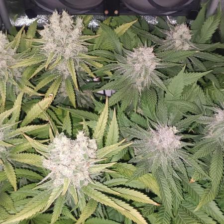 RQS Northern Light