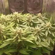 RQS Northern Light