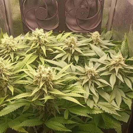 RQS Northern Light