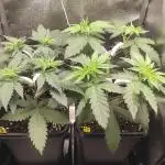 RQS Royal Cheese