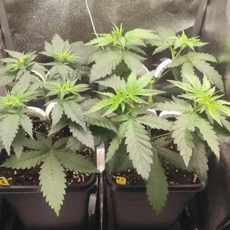 RQS Royal Cheese