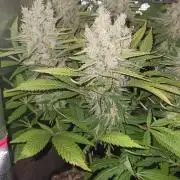 RQS Northern Light
