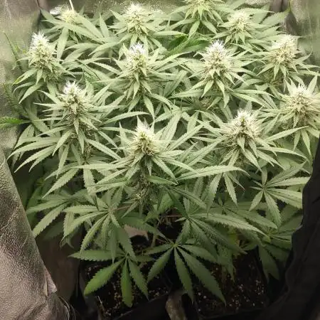 RQS Special Kush