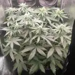 RQS Royal Cheese