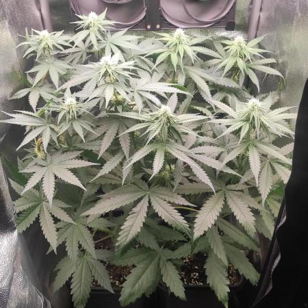 RQS Royal Cheese