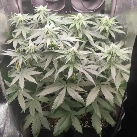 RQS Royal Cheese