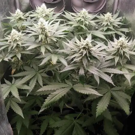 RQS Royal Cheese