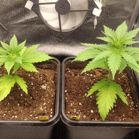 RQS 2x Lemon Skunk