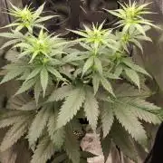 RQS 2x Lemon Skunk