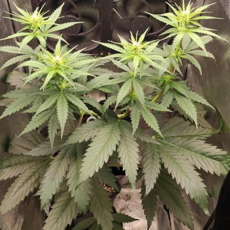 RQS 2x Lemon Skunk