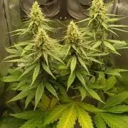 RQS 2x Lemon Skunk