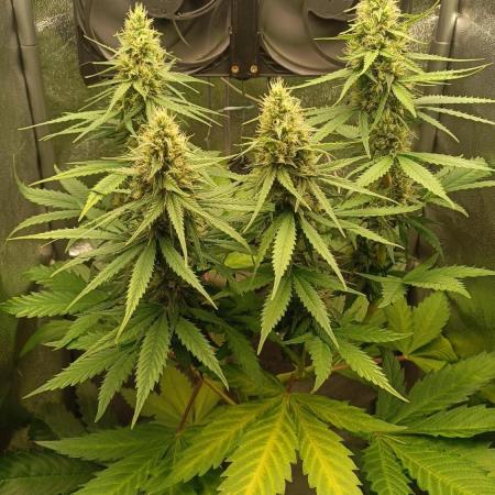 RQS 2x Lemon Skunk
