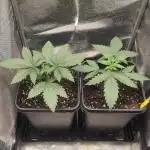 RQS Royal Cheese